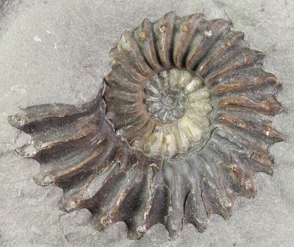 Ammonite (Pleuroceras) Fossil - Burgebrach, Germany #77239